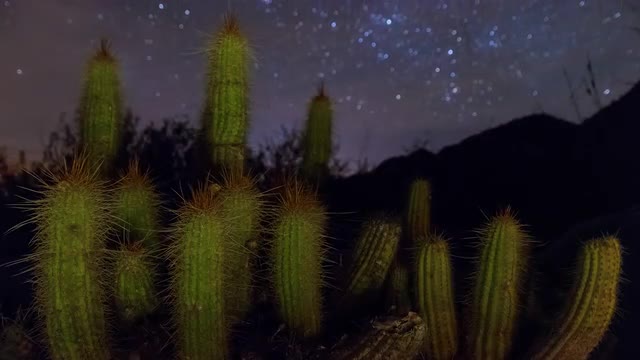 Cacti and stars