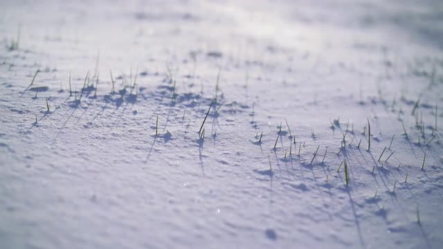 Snow is falling on the high grass in St Ives, Cornwall, England, United Kingdom