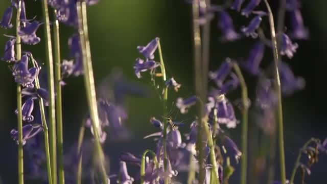 Fantastic sunrise rays illuminating the bluebells on the woodland in England, UK