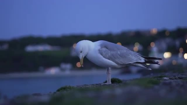 Seagull at dusk 4K