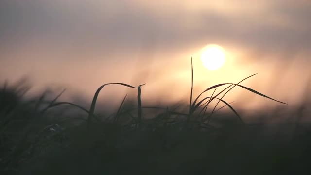 Early morning grass close up on a beautiful sunrise with perfectly shaped circular sun