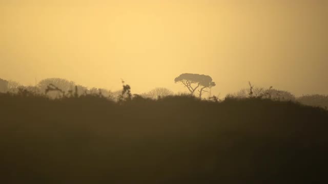 Tree silhouette at a golden sunrise 