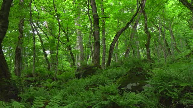 Fresh green, Aomori Prefecture, Japan