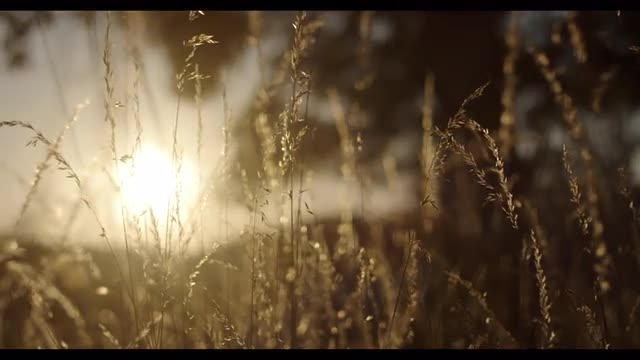 Grass Field Sunset