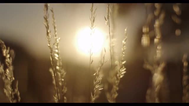 Grass Field Sunset