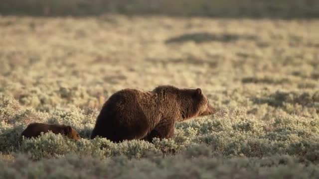 Sow Grizzly and two cubs