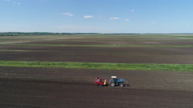 Harvesting potatoes on the field