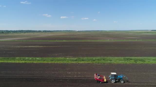 Harvesting potatoes on the field
