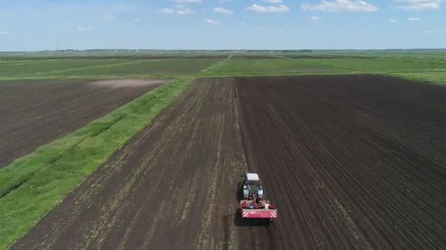 Harvesting potatoes on the field