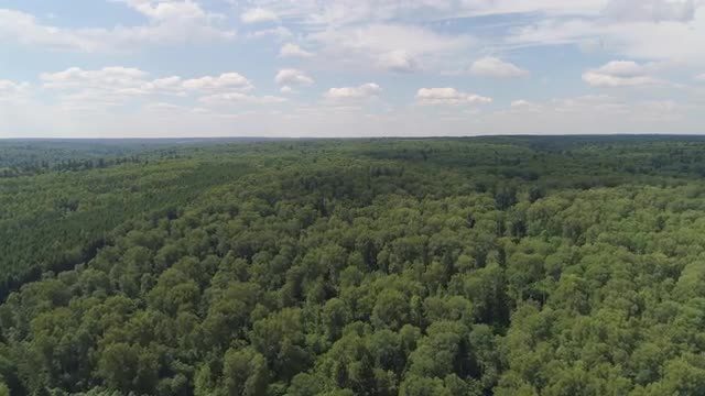 Flight over the green forest.