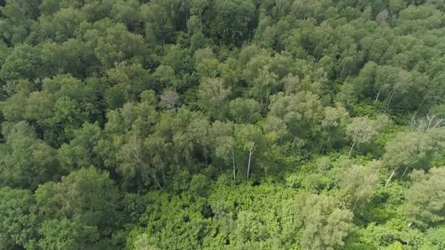 Flight over the green forest.