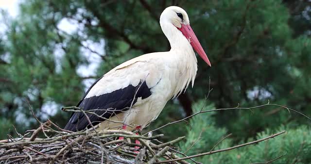 Beautiful White Stork On The Nest