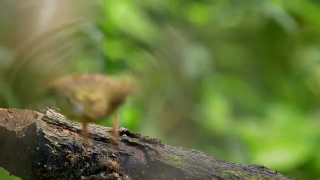 Songbird drinking and bathing