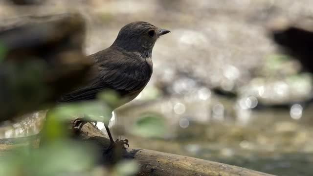 Songbird drinking and bathing