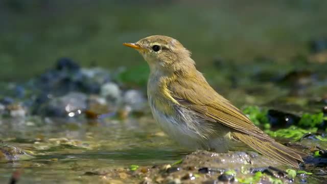 Songbird drinking and bathing
