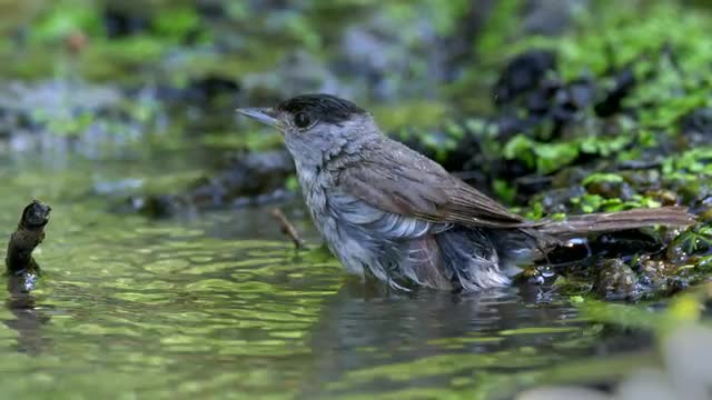 Songbird drinking and bathing