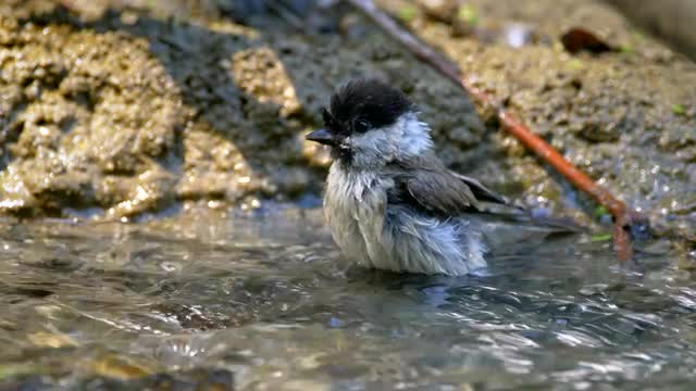 Songbird drinking and bathing