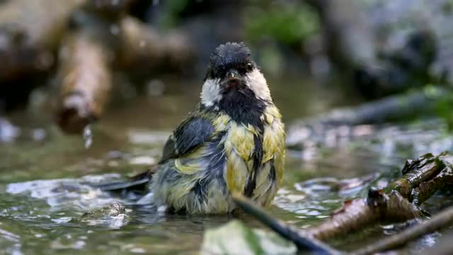 Songbird drinking and bathing