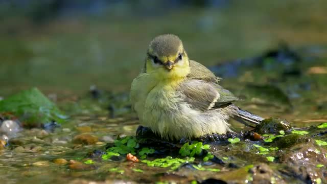 Songbird drinking and bathing