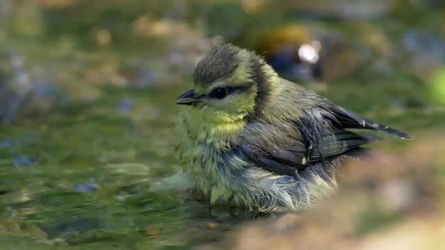 Songbird drinking and bathing