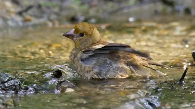 Songbird drinking and bathing