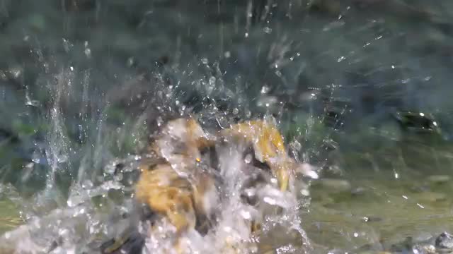 Songbird drinking and bathing