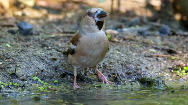Songbird drinking and bathing