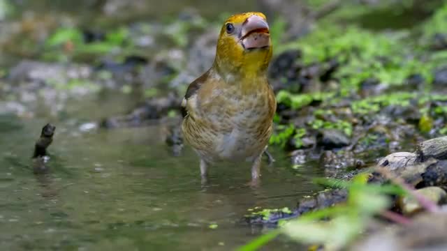 Songbird drinking and bathing