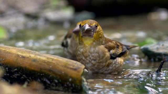 Songbird drinking and bathing