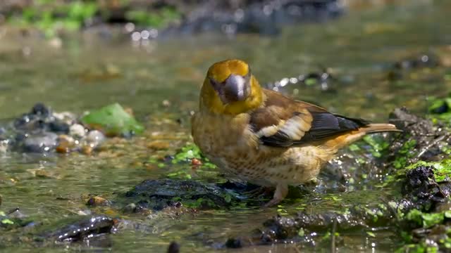 Songbird drinking and bathing