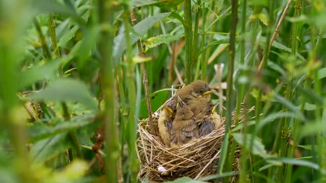 Marsh warbler (Acrocephalus palustris) feeding chicks in nest
