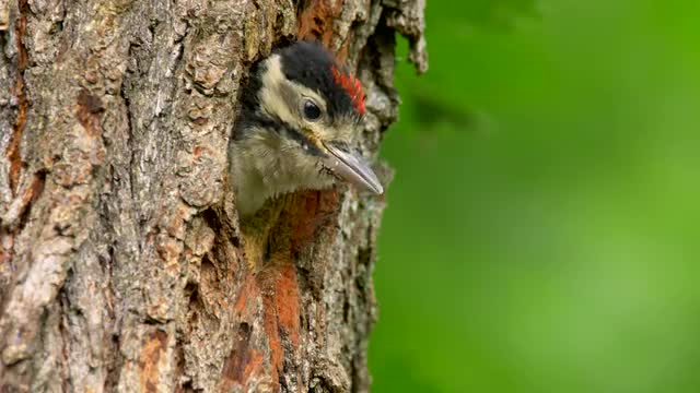 Great spotted woodpecker (Dendrocopos major) feeding baby
