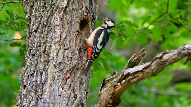 Great spotted woodpecker (Dendrocopos major) feeding baby
