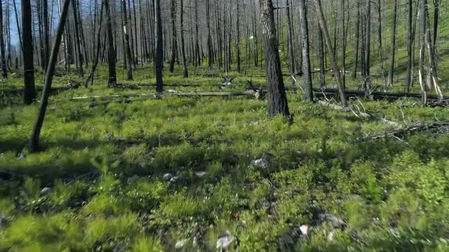 Burned forest floor 1