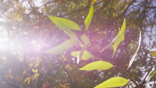Close view of tree branch with leaves with lens flare