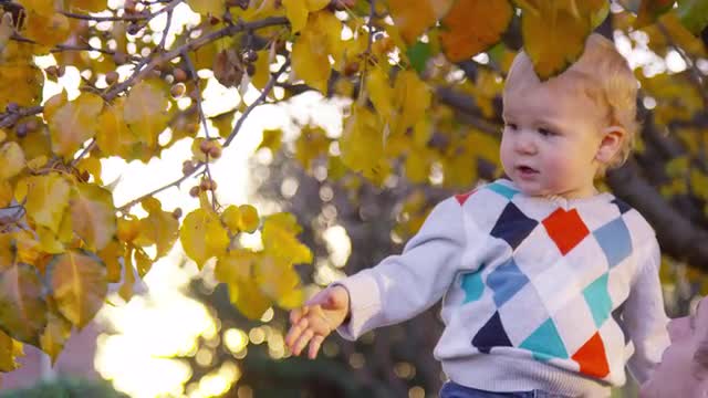 Toddler boy touches yellow leaves high up in a tree