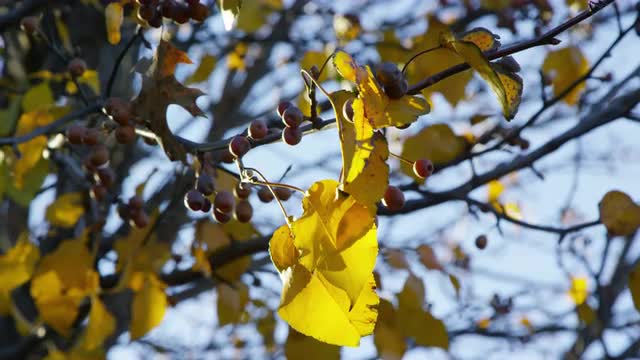 Close up detail of a tree branch and leaves in late autumn sunset