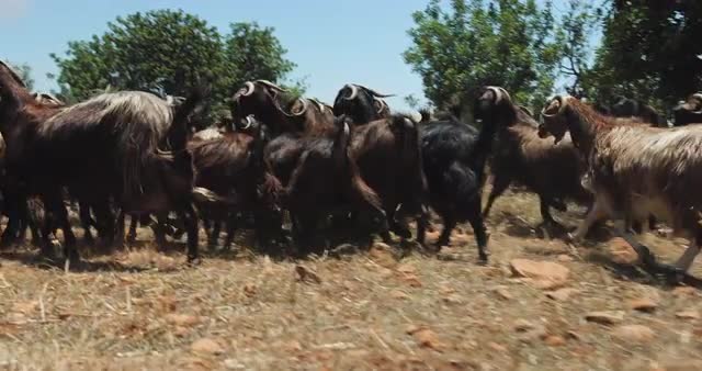 Goats grazing in the field