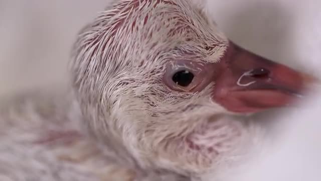 Baby flamingo chick up close after hatching
