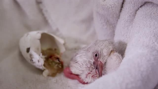 Baby flamingo lying next to egg it hatched from on towel