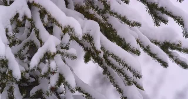 Close up of snowy branches in breeze