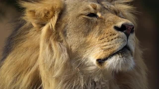 Up close view of adult male Lion