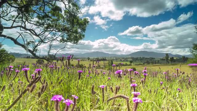 The Meadows of Wollongong. |  8k Timelapse