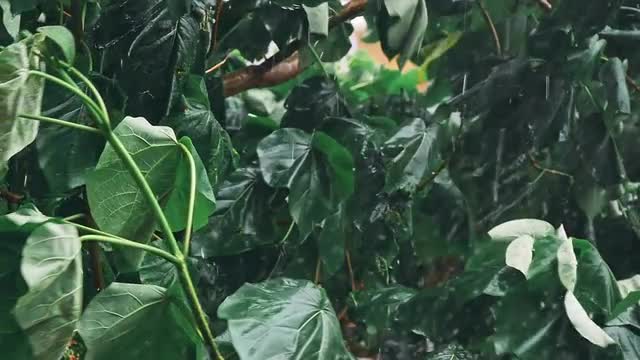 Heavy rain of the tropical forest.