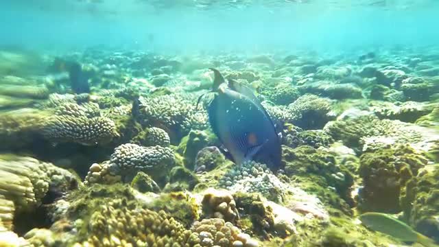 Sohal Surgeonfish Feeding, Eating The Corals