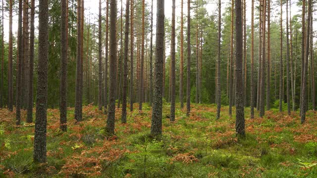 trees in Swedish forest