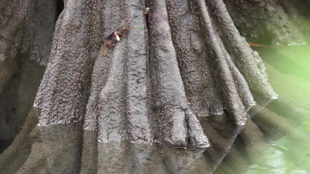Mangrove crab feeds on mangrove roots
