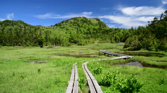 Fresh green, Nagano Prefecture, Japan