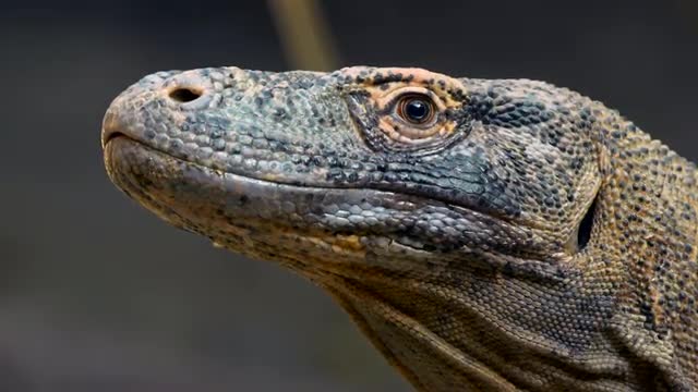 Komodo dragon (Varanus komodoensis) portrait