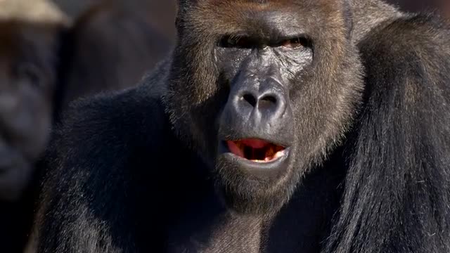Western lowland gorilla (Gorilla gorilla gorilla) portrait